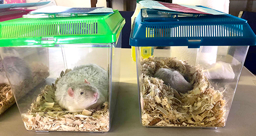 Rats in show boxes waiting to be judged