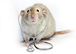 Doctor Rat Says Quarantine!