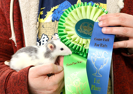 A dalmatian rat being held alongside multiple show ribbons