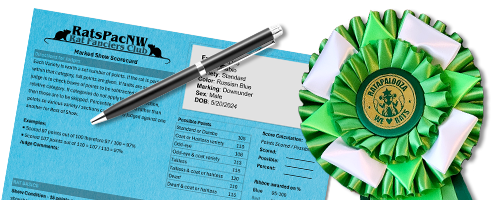 Rat sitting on a show ribbon