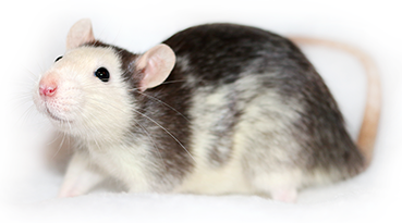 A rat with possum and collared markings